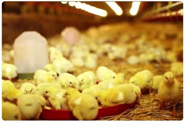 شفاف سازی اتحادیه مرغداران گوشتی / گرانی مرغ ارتباطی به تولید ندارد