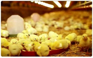 شفاف سازی اتحادیه مرغداران گوشتی / گرانی مرغ ارتباطی به تولید ندارد