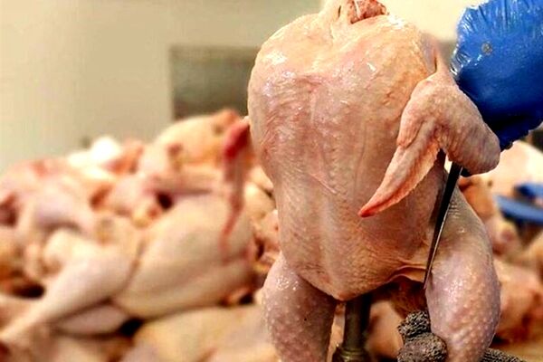 واردات مرغ از بلاروس تکذیب شد/ مرغ های رادیواکتیوی در بازار؟