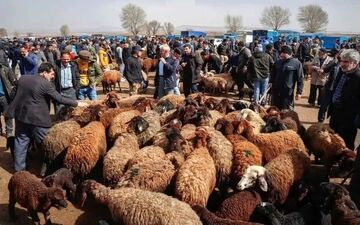 دنده معکوس قیمت‌ها در بازار گوشت