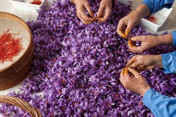 کاهش 11.4 درصدی صادرات زعفران ایران به اسپانیا