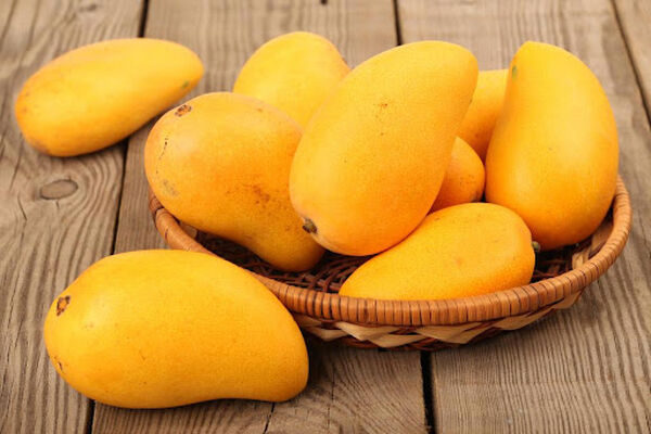 مسیر هموار برای خودکفایی در تولید موز و انبه