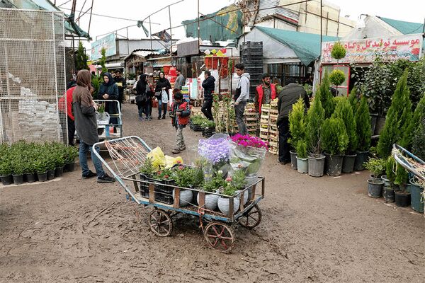شکست قیمتی گل در بازار / هر شاخه گل رز هلندی چند؟