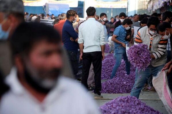 افزایش ۶۳ درصدی صادرات زعفران