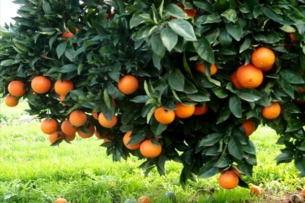 نگرانی باغداران از افزایش ۲برابری هزینه‌های تولید