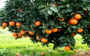 برق بازار میوه را گرفت/ کاهش ۱۰هزار تنی عرضه میوه