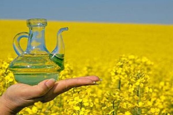 اعلام شرایط جدید واردات دانه‌های روغنی+بخشنامه