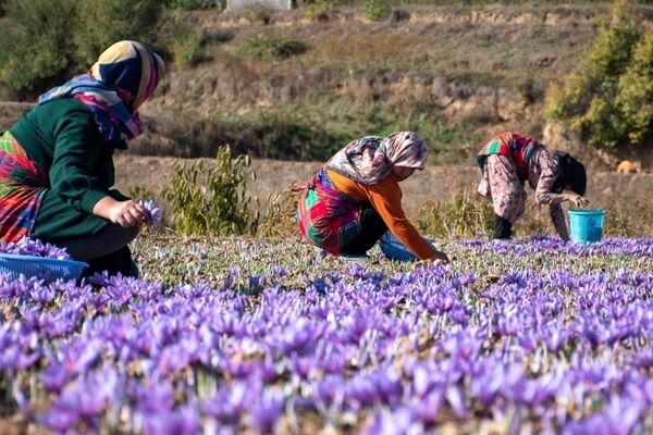 مزارع زعفران شناسنامه‌دار می‌شوند؟