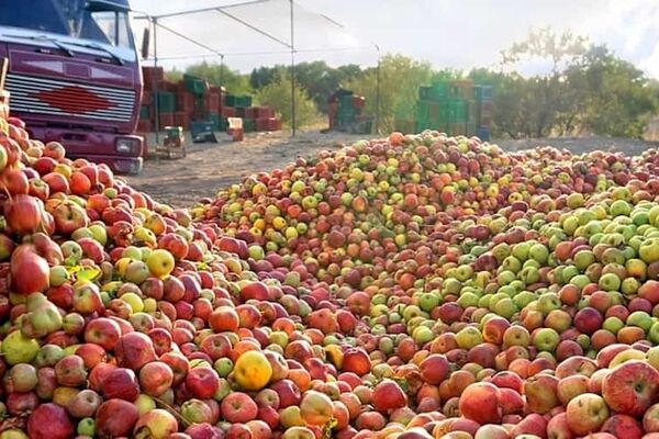 واردات ۸ میلیون دلار قطعات هلو و پرتقال برای تولید آبمیوه / ایران صدرنشین ضایعات میوه در جهان