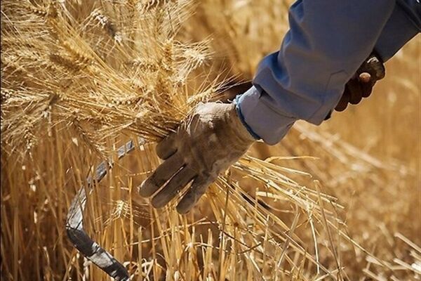 روایت رییس سازمان برنامه از پرداخت مطالبات گندمکاران