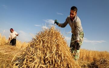 اعلام آمار خرید گندم  از کشاورزان داخلی