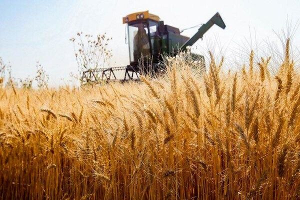 آغاز خرید تضمینی گندم/ قیمت جدید گندم چند؟