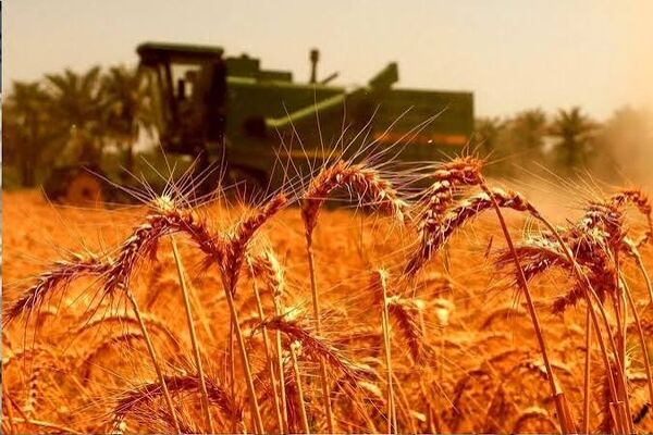 اعلام زمان دقیق تعیین قیمت تضمینی گندم+جزئیات