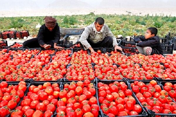 وعده ارزانی گوجه فرنگی از سوی رییس اتحادیه بارفروشان 