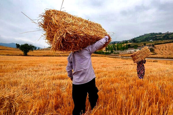 خرید تضمینی ۷.۶ میلیون تن گندم از کشاورزان