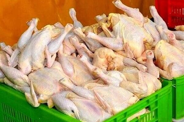 مرغ چند؟ + قیمت مصوب