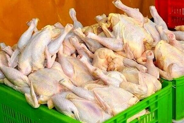 ضرر ۳هزار تومانی مرغداران در هر کیلو مرغ زنده