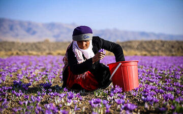 کاهش عرضه زعفران در فصل برداشت+ جدول قیمتی