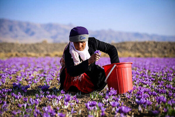 صادرات ۴۰۰ میلیون دلاری زعفران ایرانی