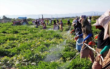 آمار بالای تجرد دختران روستایی/جوانی جمعیت در سراشیبی 