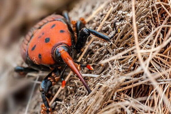 سوسک سرخرطومی،بلای جان نخلستان‌ها