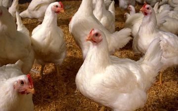 تغییر قیمت مصوب مرغ زنده در راه است؟