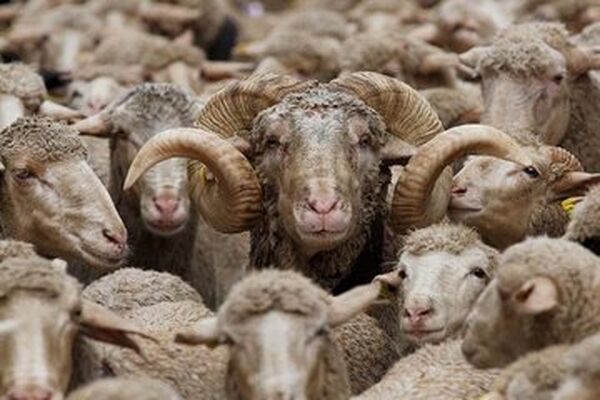 قیمت دام زنده در اوج/گرانی شدید گوشت قرمز در راه است؟