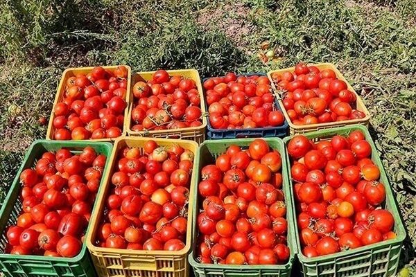 حباب قیمت گوجه‌فرنگی ترکید+جزئیات 