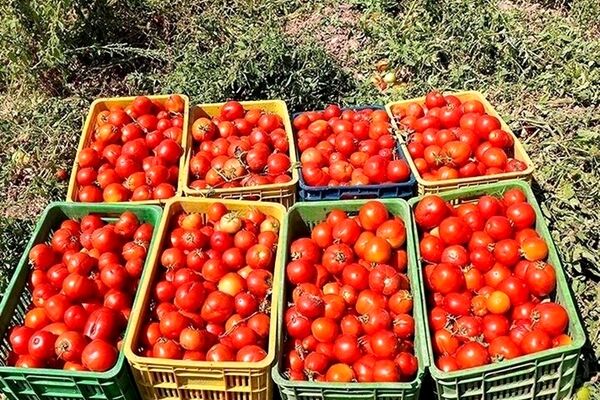 حباب قیمت گوجه‌فرنگی ترکید+جزئیات 
