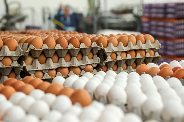 تصمیم دولت برای افزایش ۱۰ هزار تومانی قیمت تخم مرغ